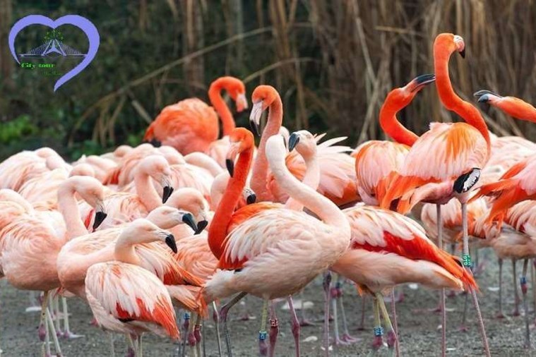 Vinpearl Land Nam Hội An