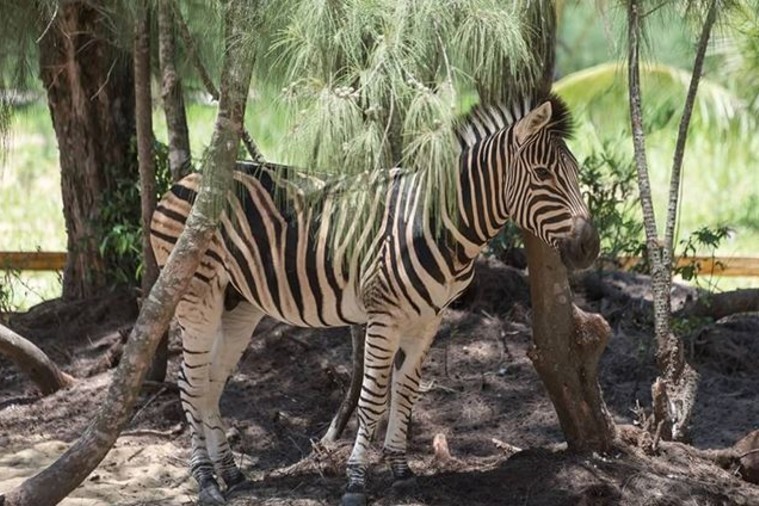  FLC Zoo Safari Park - Quy Nhơn