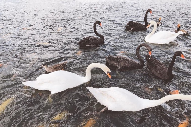  FLC Zoo Safari Park - Quy Nhơn