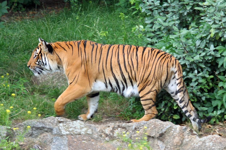  FLC Zoo Safari Park - Quy Nhơn