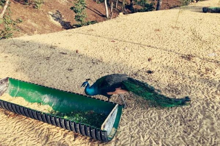  FLC Zoo Safari Park - Quy Nhơn