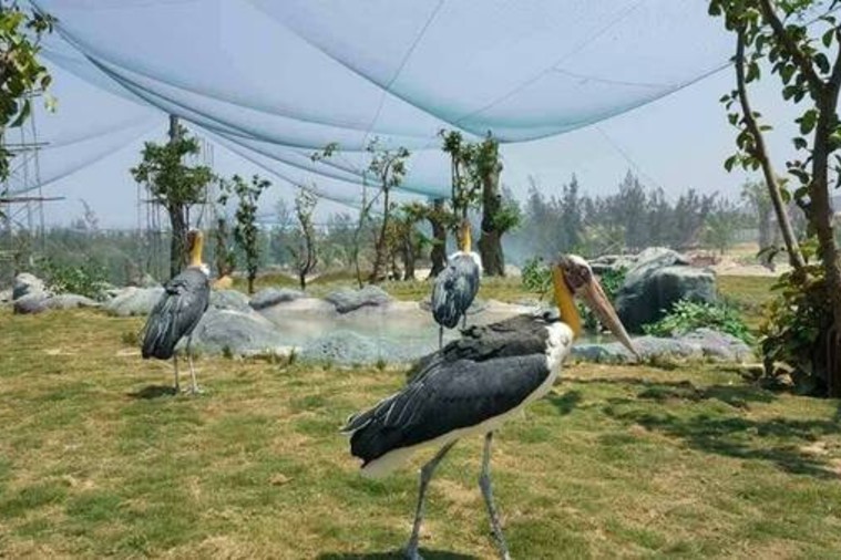  FLC Zoo Safari Park - Quy Nhơn