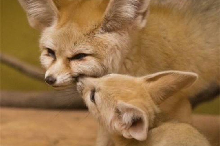  FLC Zoo Safari Park - Quy Nhơn