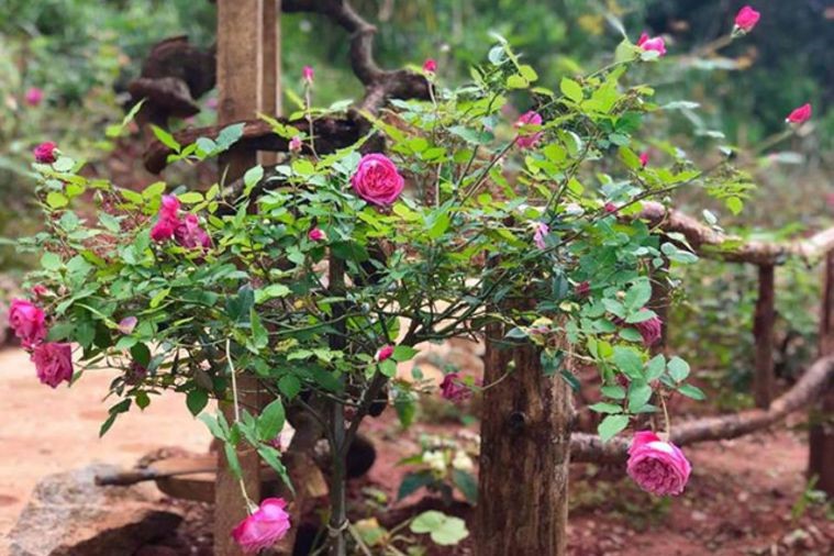 Hoa Sơn Điền Trang - Đà Lạt