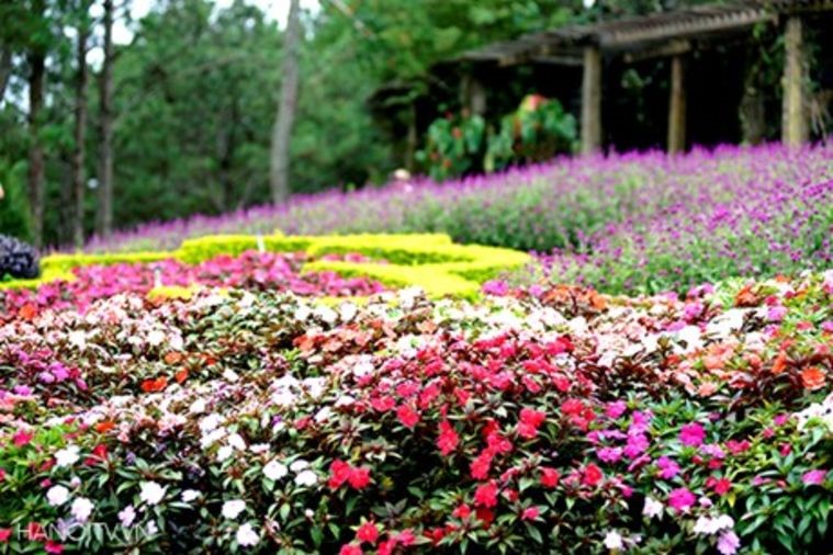 Đồi Mộng Mơ - Đà Lạt