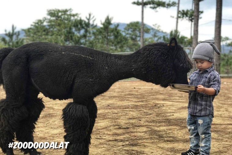 Sở thú ZooDoo- Đà Lạt