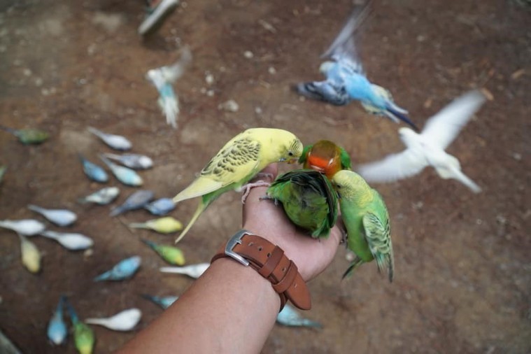 Sở thú ZooDoo- Đà Lạt