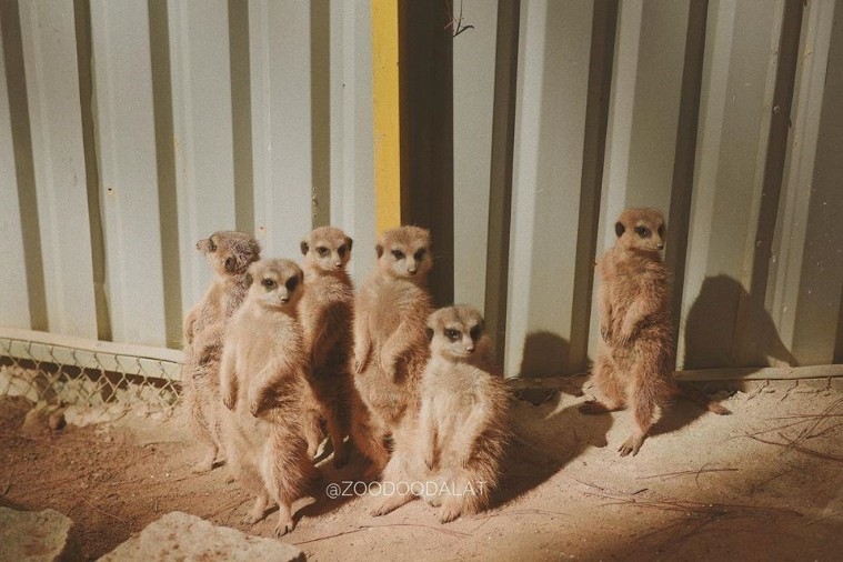 Sở thú ZooDoo- Đà Lạt