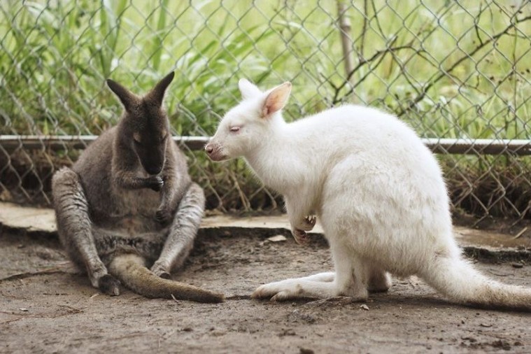 Sở thú ZooDoo- Đà Lạt
