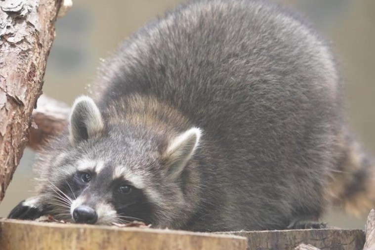 Sở thú ZooDoo- Đà Lạt