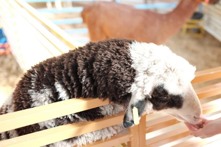 Sở thú ZooDoo- Đà Lạt