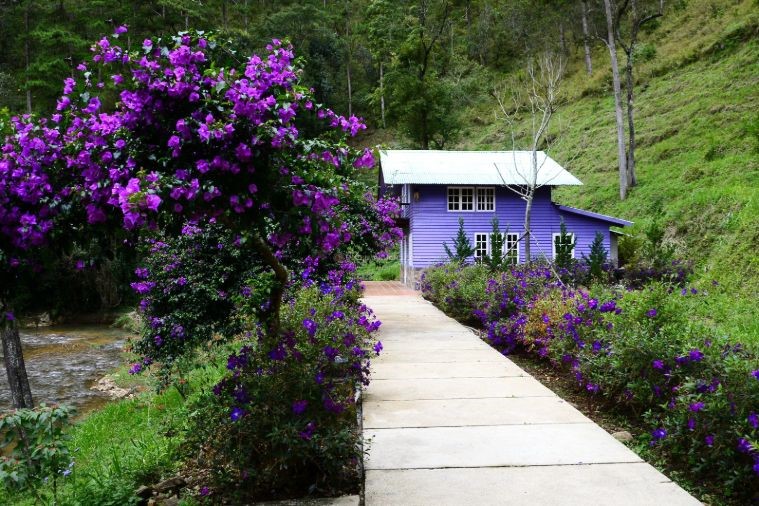 Ma Rừng Lữ Quán - Đà Lạt