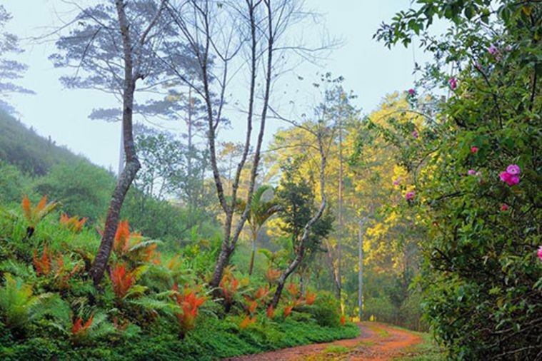 Ma Rừng Lữ Quán - Đà Lạt