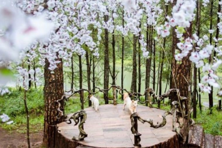 Phim Trường Secret Garden - Đà Lạt