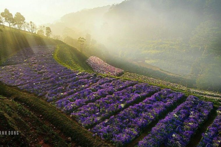 Cafe F Cánh Đồng Hoa - Đà Lạt