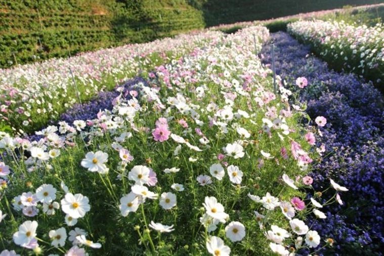 Cafe F Cánh Đồng Hoa - Đà Lạt