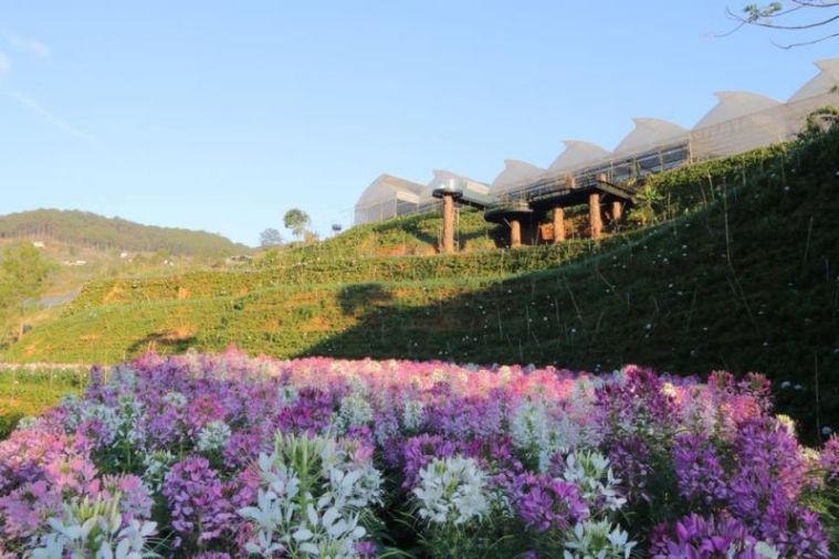 Cafe F Cánh Đồng Hoa - Đà Lạt