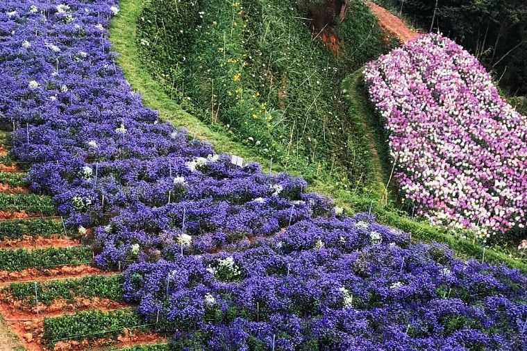 Cafe F Cánh Đồng Hoa - Đà Lạt