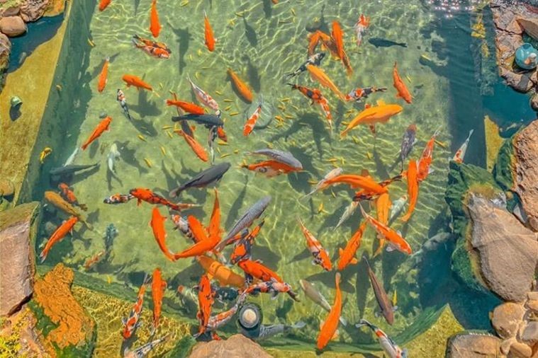 Kokoro Cafe - Đà Lạt