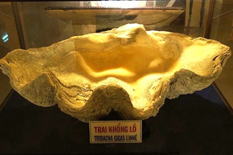 Viện Hải Dương Học - Nha Trang