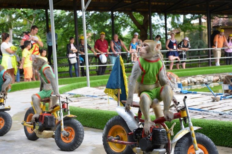 Hòn Lao - Đảo Khỉ - Nha Trang