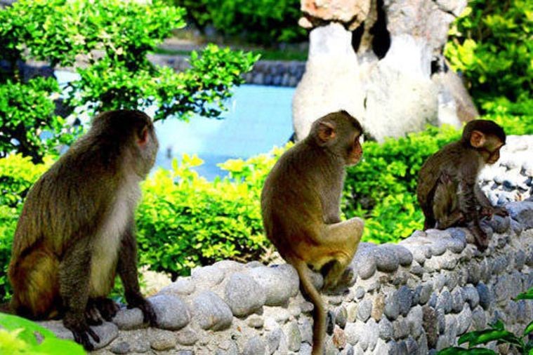 Hòn Lao - Đảo Khỉ - Nha Trang
