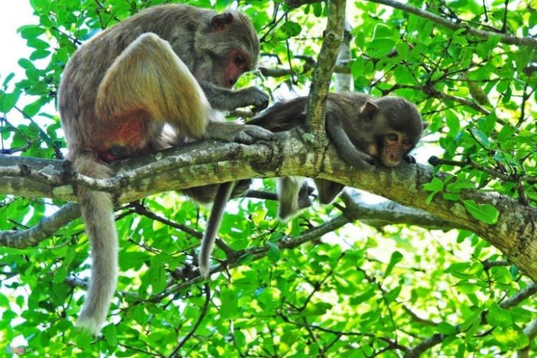 Hòn Lao - Đảo Khỉ - Nha Trang
