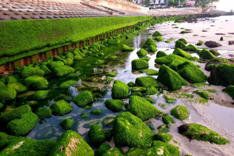 Bãi Đá Rêu - Nha Trang