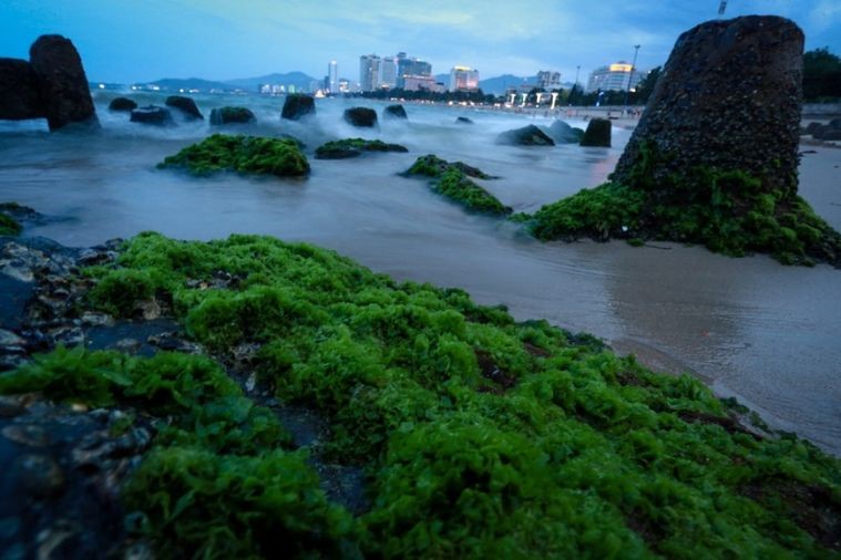 Bãi Đá Rêu - Nha Trang