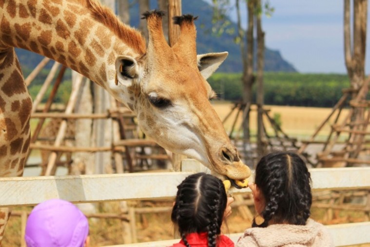 Vinpearl Safari - Phú Quốc