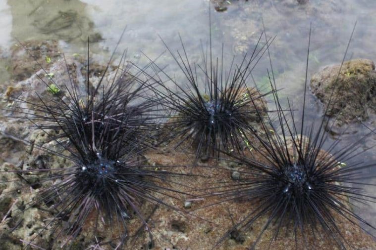 Hòn Mây Rút - Phú Quốc