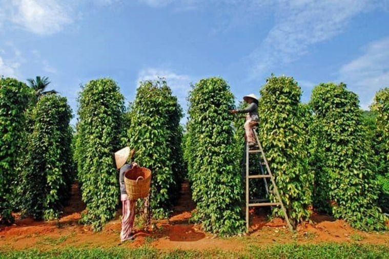 Vườn Hồ Tiêu - Phú Quốc