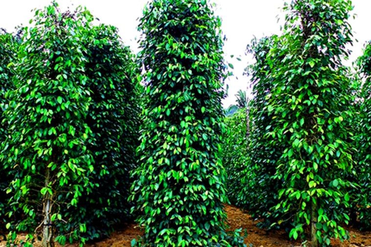 Vườn Hồ Tiêu - Phú Quốc