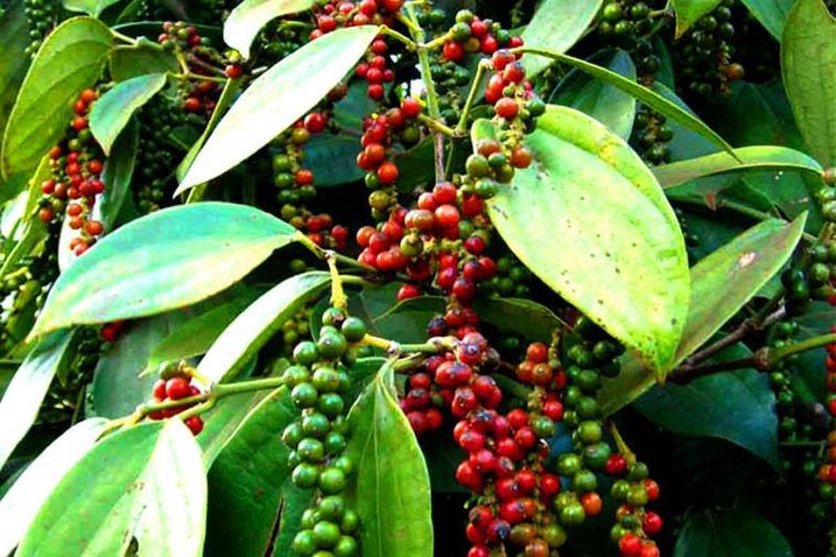 Vườn Hồ Tiêu - Phú Quốc