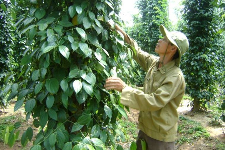 Vườn Hồ Tiêu - Phú Quốc