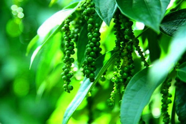 Vườn Hồ Tiêu - Phú Quốc