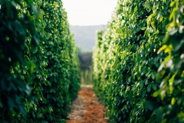 Vườn Hồ Tiêu - Phú Quốc