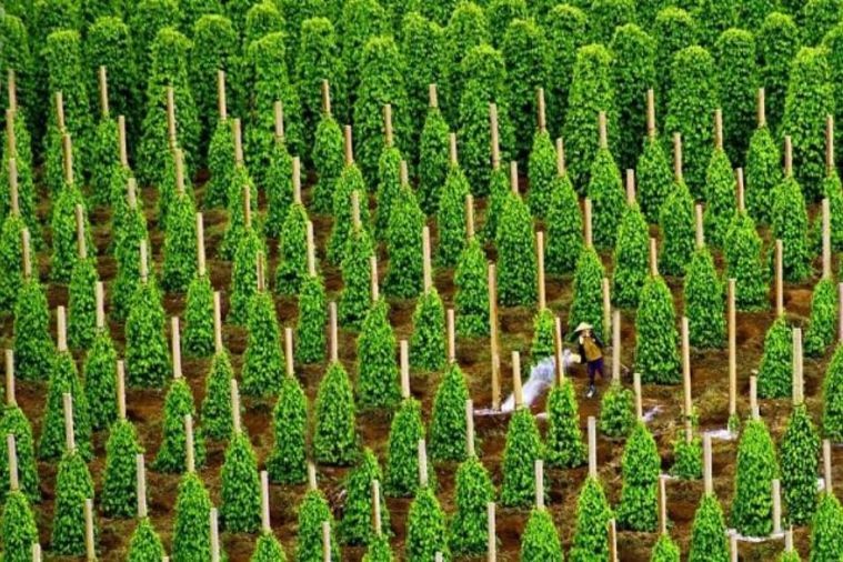 Vườn Hồ Tiêu - Phú Quốc