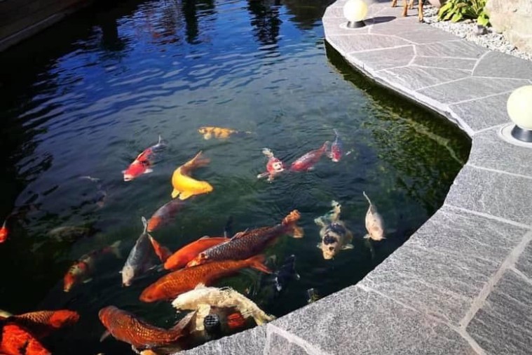 Koi cafe - Phú Yên