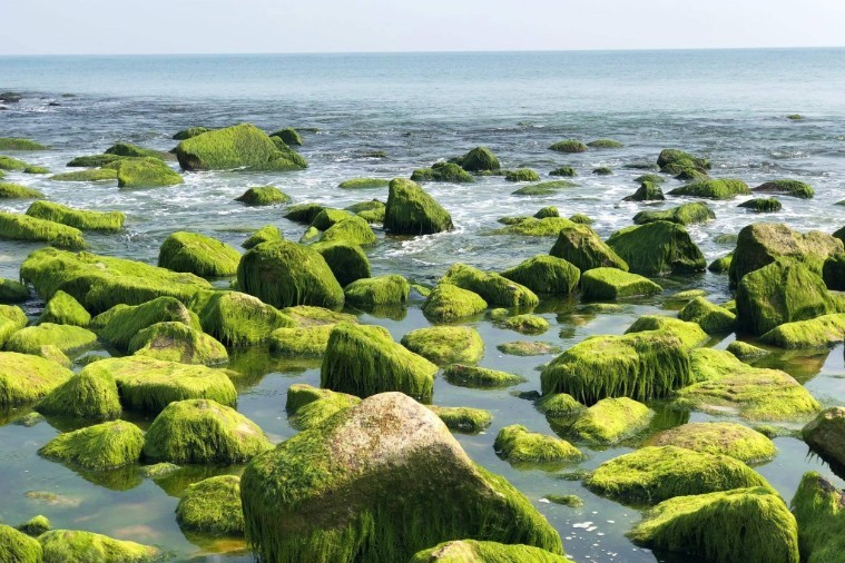 Bãi Rêu Xanh - Xóm Rớ - Phú Yên