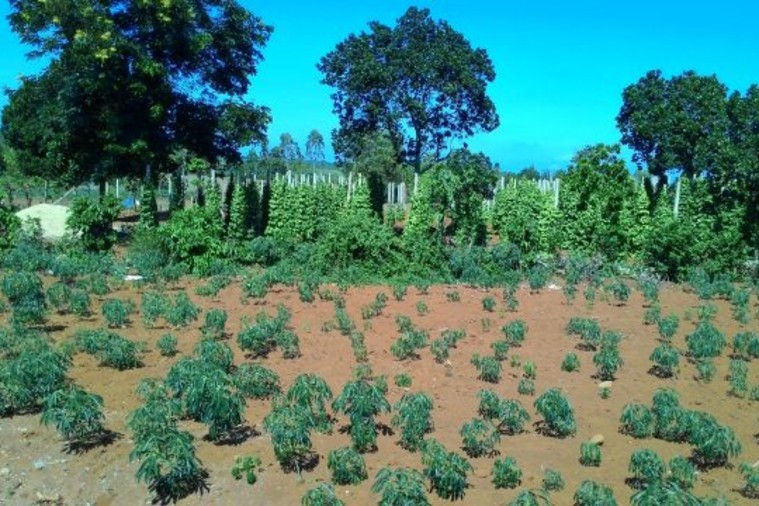 Cao Nguyên Vân Hòa - Phú Yên