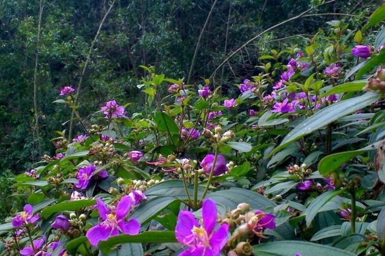 Đảo Soi Sim - Hạ Long