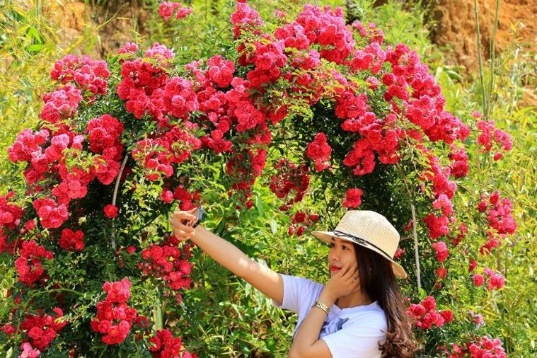 Thung Lũng Hoa Hồng - Sapa