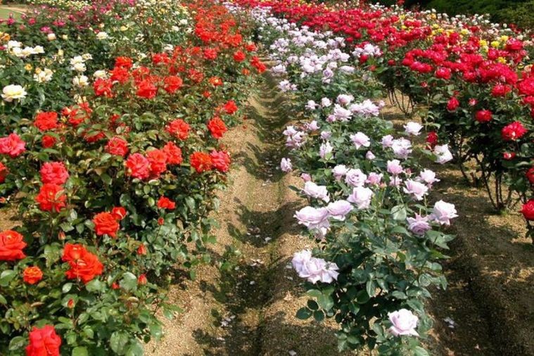 Thung Lũng Hoa Hồng - Sapa