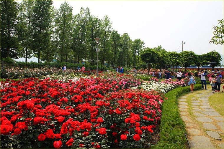 Thung Lũng Hoa Hồng - Sapa