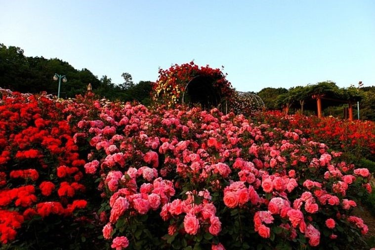 Thung Lũng Hoa Hồng - Sapa
