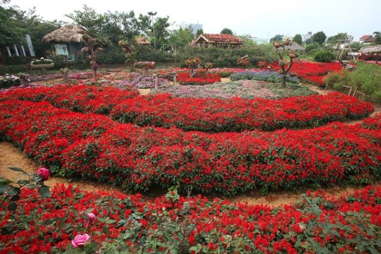 Thung Lũng Hoa Hồng - Sapa