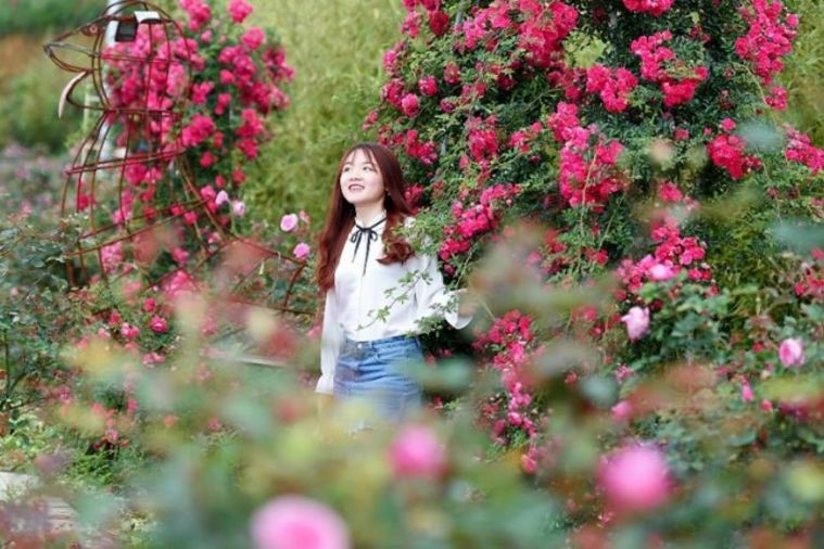 Thung Lũng Hoa Hồng - Sapa