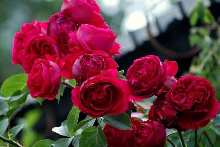 Thung Lũng Hoa Hồng - Sapa