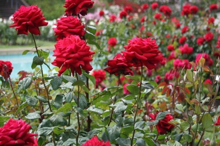 Thung Lũng Hoa Hồng - Sapa